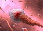 Расшифровка спермограммы: норма и отклонения