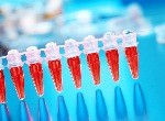 ФСГ гормон: норма для женщин и мужчин