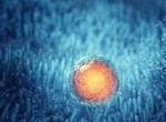 Ооциты – клетки женской репродуктивной системы